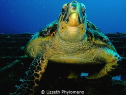 Resident from Shipwreck C-55 by Lizzeth Phylomeno 